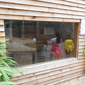 Dwarf mongoose enclosure