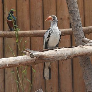 Red-billed hornbill