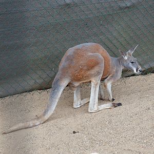 Kangaroo
