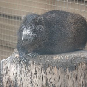 Cuban hutia