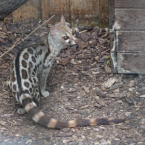 Cape genet