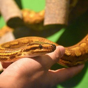 Brazilian Rainbow Boa (Epicrates cenchria cenchria)