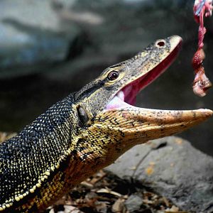 Asian Water Monitor (Varanus salvator macromaculatus)