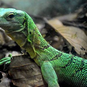 Emerald Tree Monitor (Varanus prasinus)