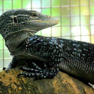 Blue Tree Monitor (Varanus macraei)