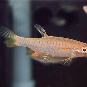 Splash Tetra (Pyrrhulina obermulleri)