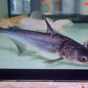 Long-nosed Pangasius (Pangasius nasutus)