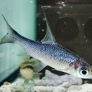 Sicklefin Soldier Barb (Cosmochilus falcifer)