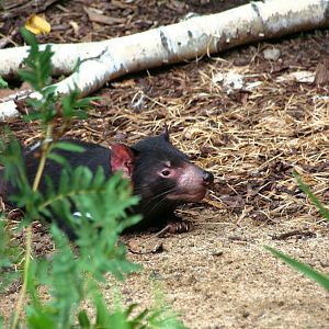 Tasmanian devil (Sarcophilus harrisii)