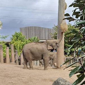 Asian Elephant