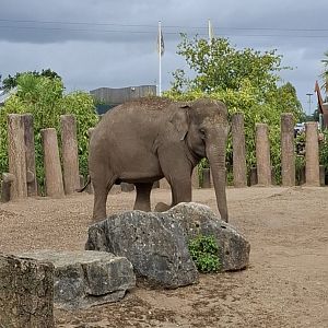 Asian Elephant