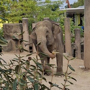Asian Elephant