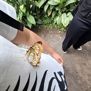 Butterfly on my Shirt