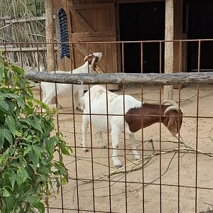 Boer Goat