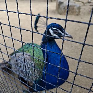 Indian Peafowl
