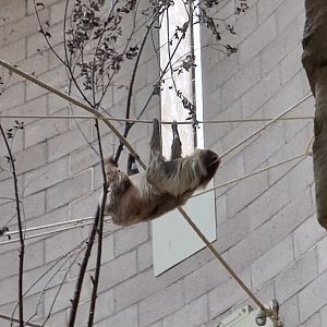 Two-Toed Sloth