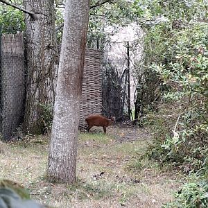 Red Forest Duiker