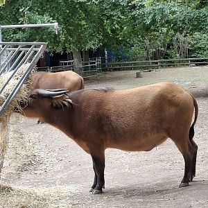 Congo Buffalo