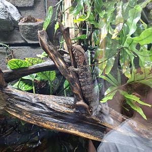 Chinese Crocodile Lizard