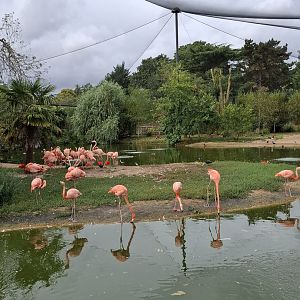 American Flamingo