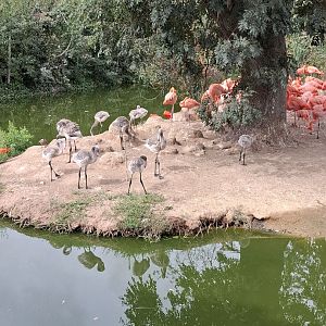 American Flamingo