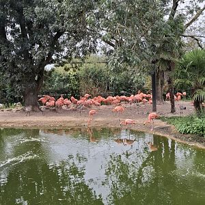 American Flamingo