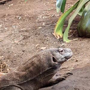 Komodo Dragon