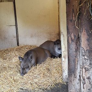 Lowland Tapir