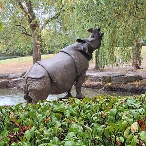 Indian Rhinoceros