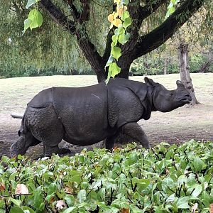 Indian Rhinoceros