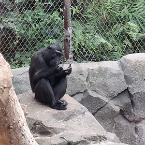 Sulawesi Crested Macaque