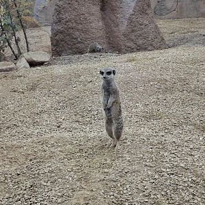 Meerkat