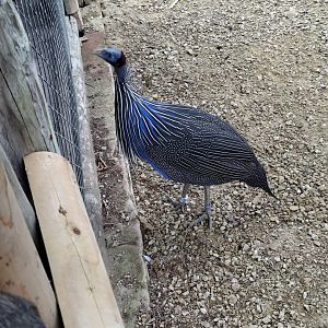Vulturine Guineafowl