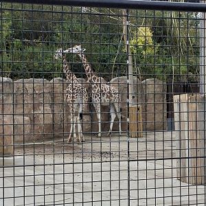 Rothschild's Giraffe