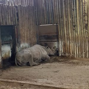 Eastern Black Rhinoceros