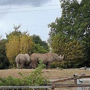 Eastern Black Rhinoceros