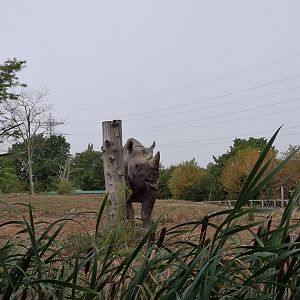 Eastern Black Rhinoceros