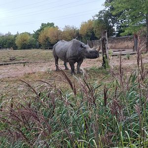 Eastern Black Rhinoceros