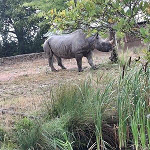 Eastern Black Rhinoceros