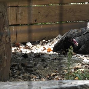 Turkey vulture
