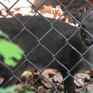 Very friendly blue dukier again