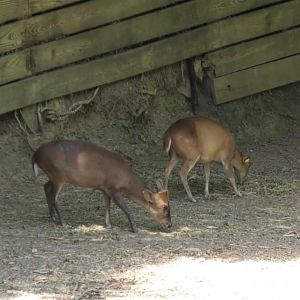 Reeves muntjacs