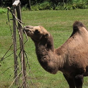 Camel eating sticks