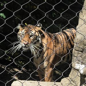 Luna the Sumatra tiger