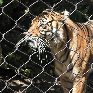 Luna the Sumatra tiger Look how long her whiskers are