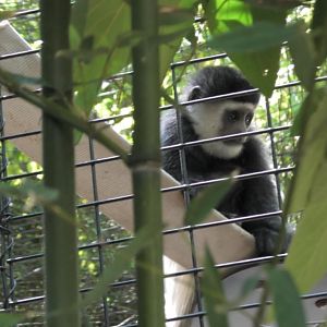 Baby colobus monkey
