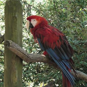 Scarlet macaw
