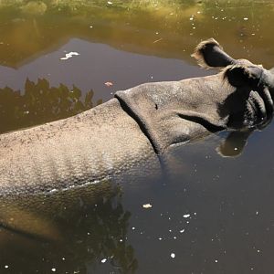 Indian rhino relaxing in the water