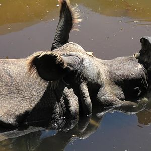 Indian rhino relaxing in the water