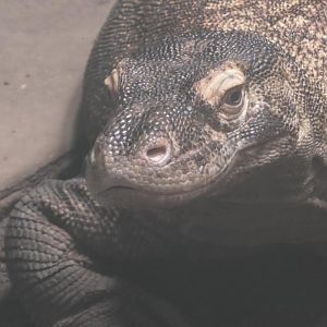 Komodo dragon